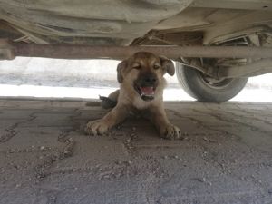 Bisikletten Düşen Çuvaldaki Köpeğin Üzerinden Araç Geçti
