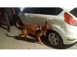 Hassas Burunlu "Pars" Uyuşturucuyu Stepnede Buldu