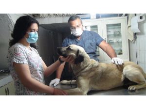 Sokak köpeğine bıçakla saldırdılar, öldüremeyince ateş açtılar