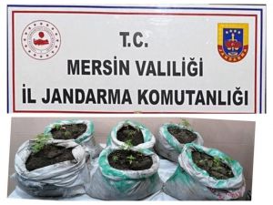 Mersin’de Kenevir Yetiştiren 3 Kişi Gözaltına Alındı