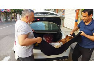Hasta Buzağıyı Lüks Otomobille Kliniğe Getirdi