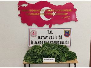 Ormanlık Alanda 378 Kök Hint Keneviri Ele Geçirildi