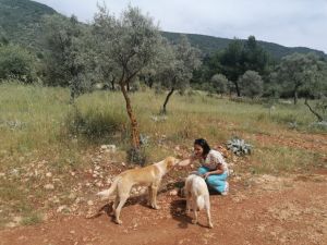 Kaş’ta tam kapanmada sokak hayvanlarına mama desteği