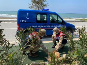 Jandarma Sokak Hayvanları Unutmadı