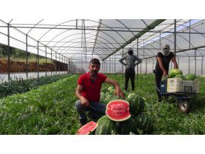 Karpuz üreticisi fiyattan memnun, ham kırımdan şikayetçi