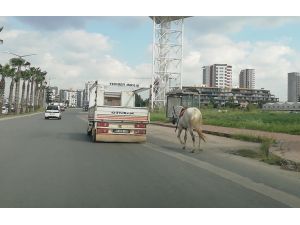 Atı Kamyonet Arkasına Bağlayıp Koşturana 1033 Lira Ceza