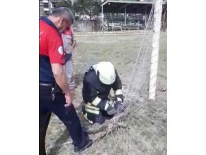 Kale Ağlarına Takılan Afacan Kedinin Yardımına İtfaiye Koştu