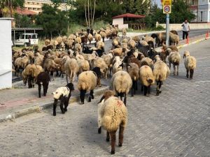 Turizm kentinin sokaklarını mera gibi kullandı