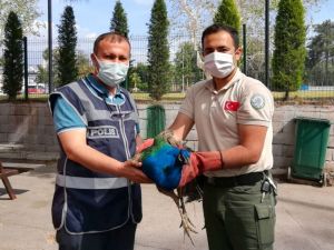 Tavus Kuşu Çalan Hırsızlar Yakalandı