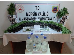 Mersin’de 85 Kök Kenevir Bitkisi Ele Geçirildi