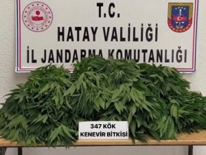 Hatay’da Kenevir Bitkisi Yetiştiren 2 Kişi Gözaltına Alındı