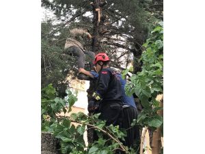 Çıktığı Ağaçta Fenalaşan Adamı İtfaiye Kurtardı