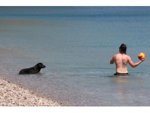 Dünyaca ünlü sahilde sokak köpeğinden turistleri şaşırtan davranış