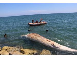 Dünyanın En Büyük İkinci Balinası, Mersin’de Karaya Vurdu