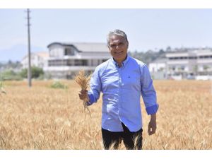 Muratpaşa’da buğdaylar sarardı