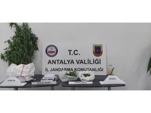 Alanya’da jandarmadan kenevir operasyonu