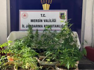 Mersin’de 259 Kök Kenevir Bitkisi Ele Geçirildi