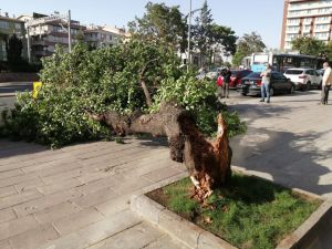 Başkent’te Sert Esen Rüzgardan Dolayı Devrilen Ağaç İki Aracın Üzerine Yıkıldı