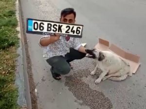 Hatay’da Hamile Köpeğe Çarpan Sürücü Kaçtı