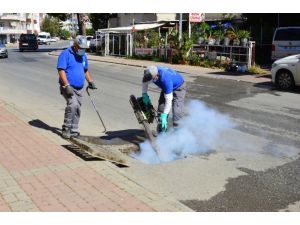 Manavgat’ta zararlılara karşı toplu mücadele