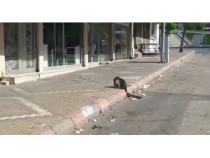 Kahramanmaraş’ta Kedi Kurtarma Operasyonu