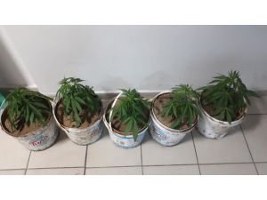 Kavga Eden 7 Kişiden 5 Saksı Esrar Yakalandı