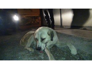 İslahiye’de Köpeğe İşkence İddiası