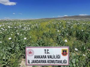 Başkent’te Ekiminin İzinsiz Yapıldığı Tespit Edilen 218 Bin 253 Kök Haşhaş Bitkisi İmha Edildi
