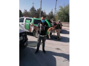Polisin Durdurduğu Otomobilden Ceylan Yavruları Çıktı