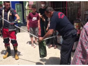 Bakkal Dükkanında Yılan Paniği