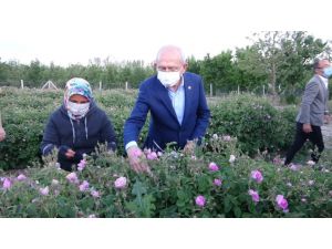 Chp Genel Başkanı Kılıçdaroğlu, Isparta’da İşçilerle Gül Topladı