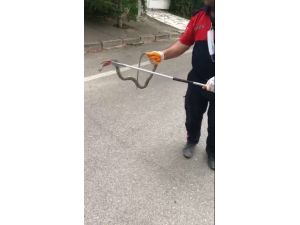 Evin Bahçesinden Çıkarılan 1,5 Metrelik Yılan Doğaya Salındı