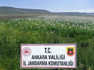 Ankara’da Ekiminin İzinsiz Yapıldığı Tespit Edilen 148 Bin 200 Kök Haşhaş Bitkisi İmha Edildi