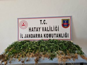 Devriye Atan Jandarma Ekibi, Zeytinlikte Hint Keneviri Buldu