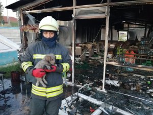 Konya’da Büfe Yandı, Kediler Ve Köpek Kurtarıldı