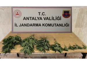 Jandarma’dan Hint Keneviri baskını