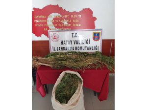 Evinde Kenevir Yetiştiren Şüpheli Gözaltına Alındı