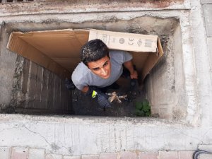 Yağmur suyu rögarında mahsur kalan yavru kedi kurtarıldı