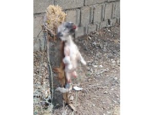 Köpeğin Ayaklarını Bağlayıp Öldürdüler