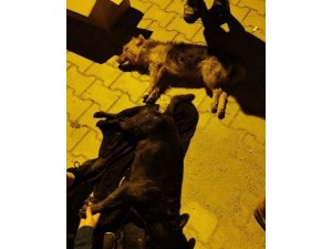 Hatay’da 5 Köpeği Zehirlediler