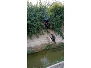Kanala düşen koyunu itfaiye kurtardı