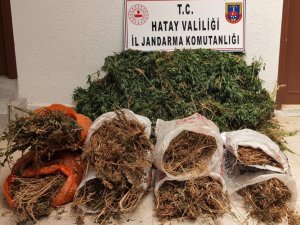 Hatay’da 10 Bin Kök Kenevir Bitkisi Ele Geçirildi