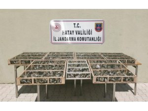 Hatay’da 3 Bin 754 Adet Saka Kuşu Ele Geçirildi