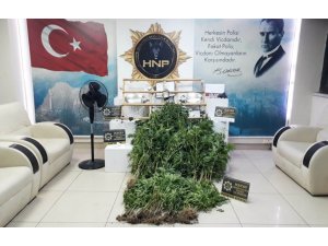 Hatay’da Evinde Kenevir Yetiştiren Şüpheli Yakalandı
