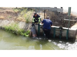 Sulama Kanalında Erkek Cesedi Bulundu