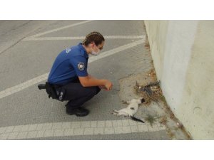 Kadın polis, bir aracın çarpıp kaçtığı yavru kedinin başından dakikalarca ayrılamadı