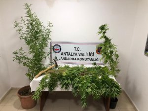 Ormana ektiği kenevirlere bakım yaparken suçüstü yakalandı
