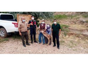 Nallıhan’da Yavru Ceylan Köpeklerin Elinden Son Anda Kurtarıldı