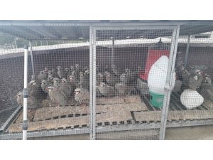 Konya’da İzinsiz Keklik Bulunduran Şahsa 61 Bin Lira Ceza