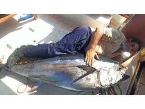 Antalya’da balıkçının oltasına 130 kiloluk orkinos takıldı